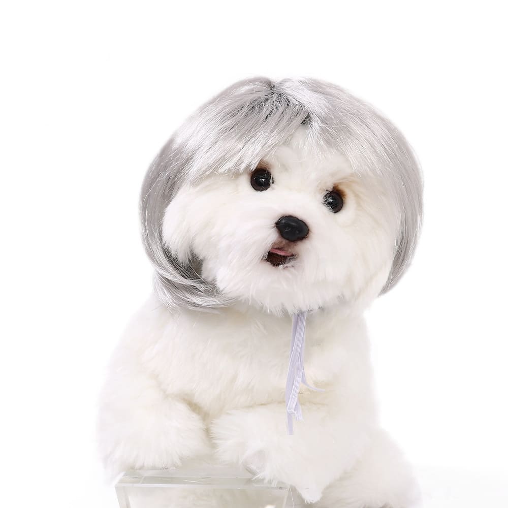 funny cat wearing cosplay wig