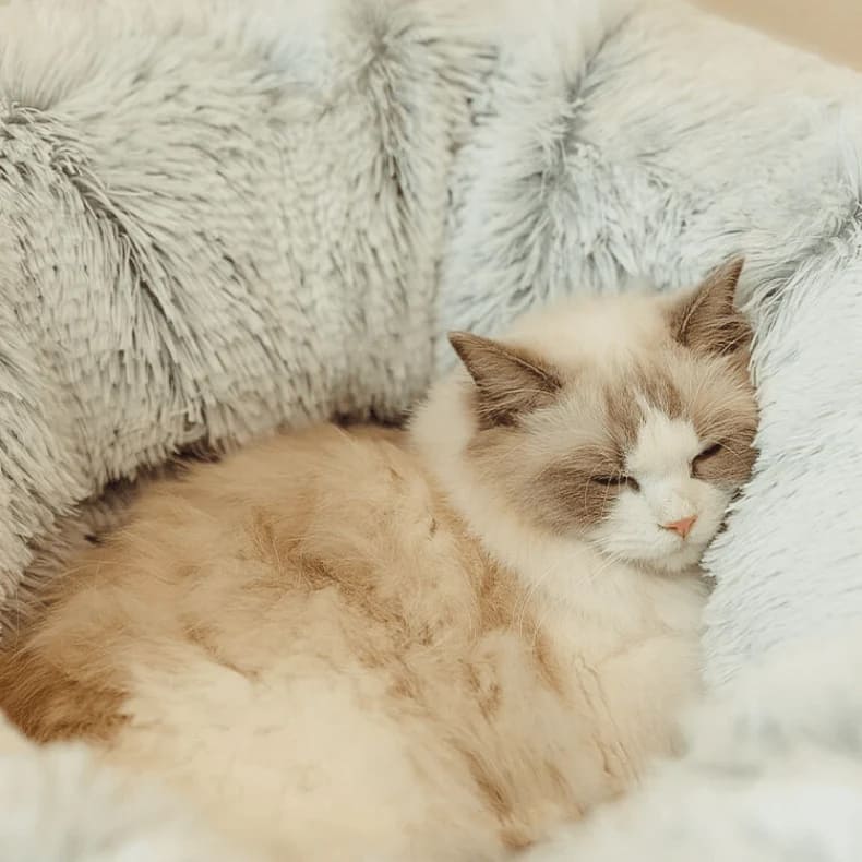 Cat Tunnel Bed – Foldable & Cozy Pet Hideout Lucky Pet
