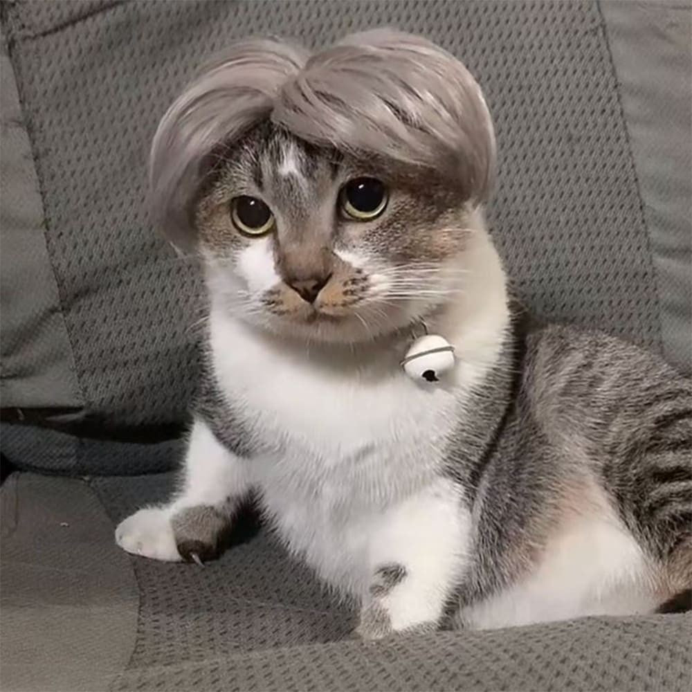 funny cat wearing cosplay wig