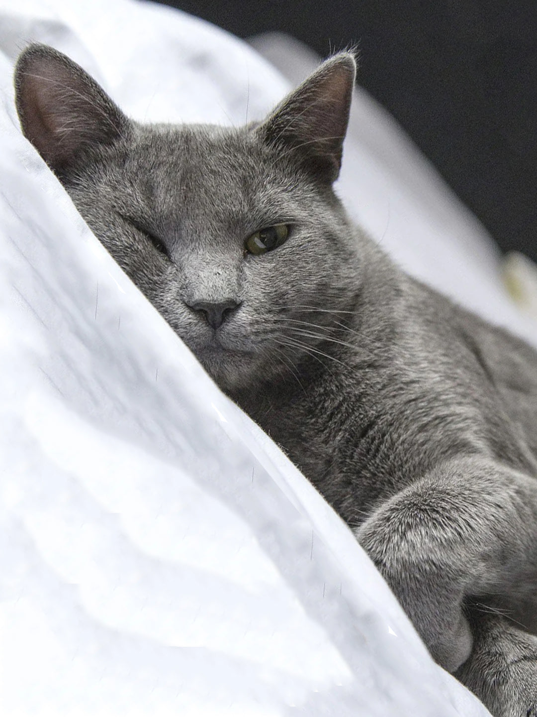 How-To-Make-Your-Home-Pet-Friendly Luck