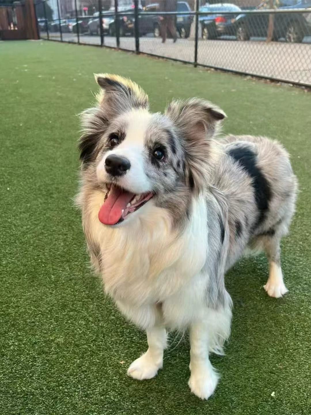 A Border Collie with gray and white markings (blue merle) happily sticks its tongue out, looking at the camera on a green pet park or grassy field.