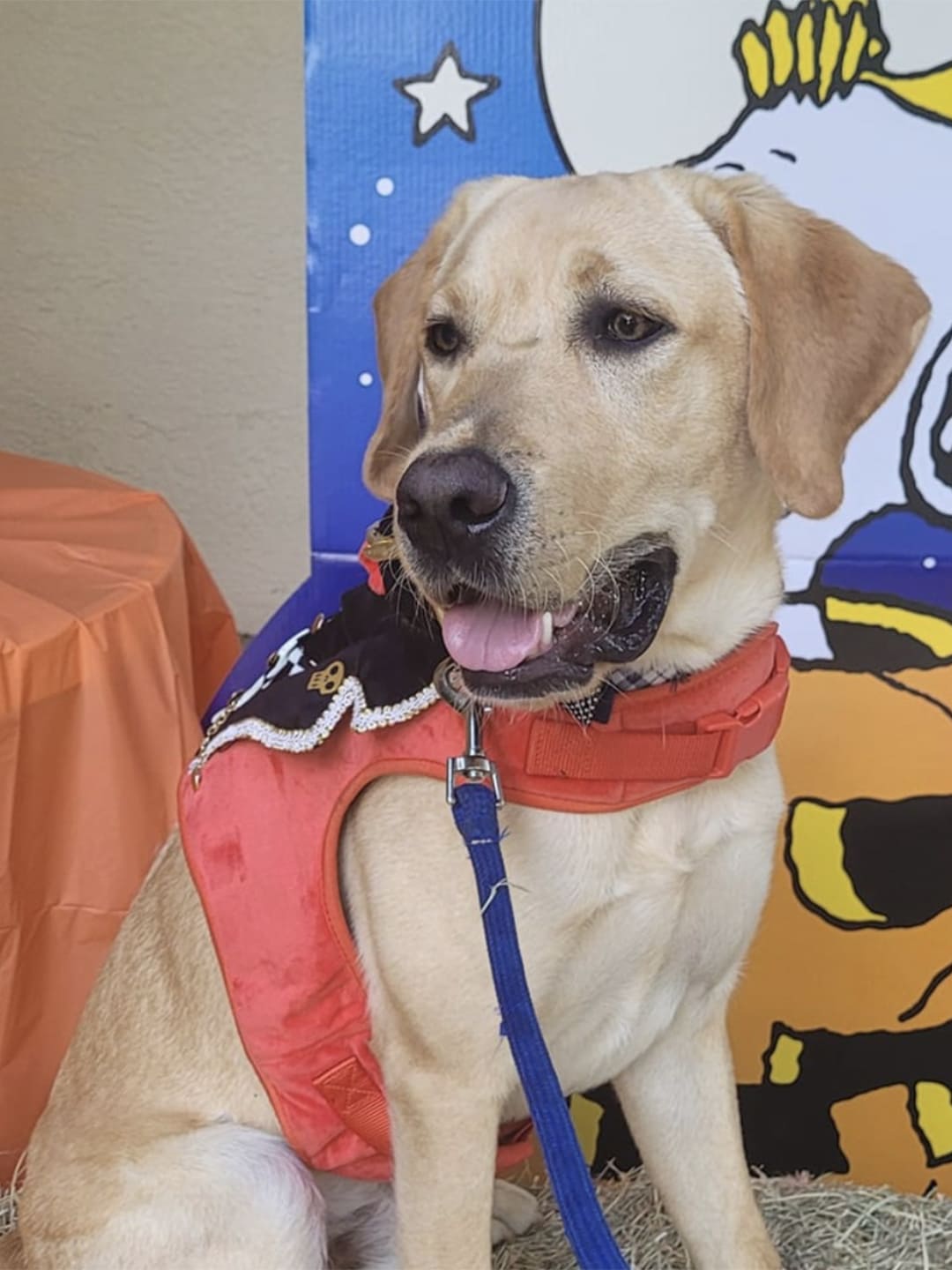 A golden retriever service dog wearing a red service dog harness and a Halloween-themed scarf, with cartoon decorations in the background.