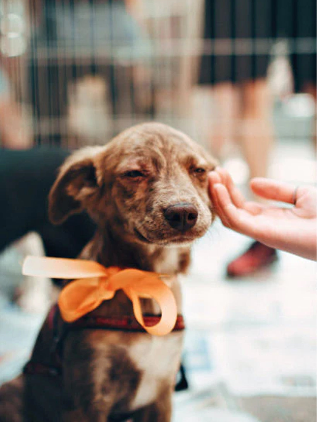 When-To-Adopt-a-New-Pet-After-the-Previous-One-Passed-Away Luck