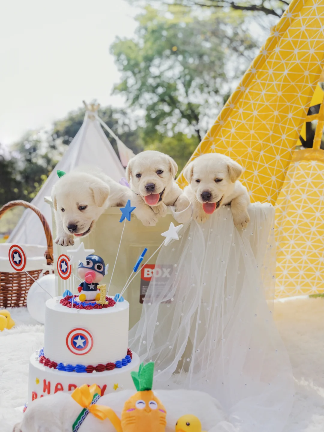 Training-Golden-Retriever-Puppies-Your-Comprehensive-Guide-on-How-to-Train-a-Golden-Retriever Luck