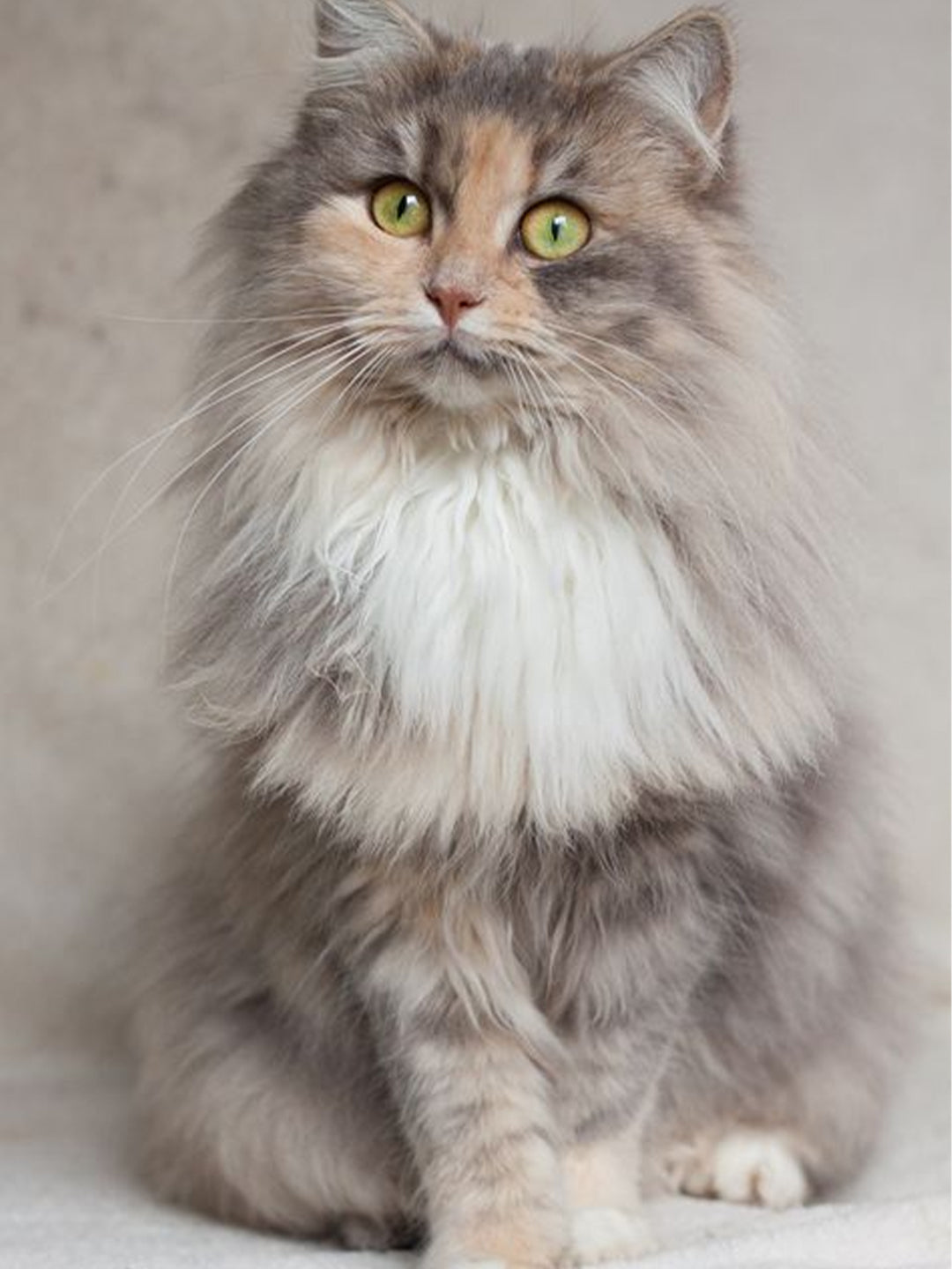 Helping-Children-Grieve-the-Loss-of-a-Pet Luck