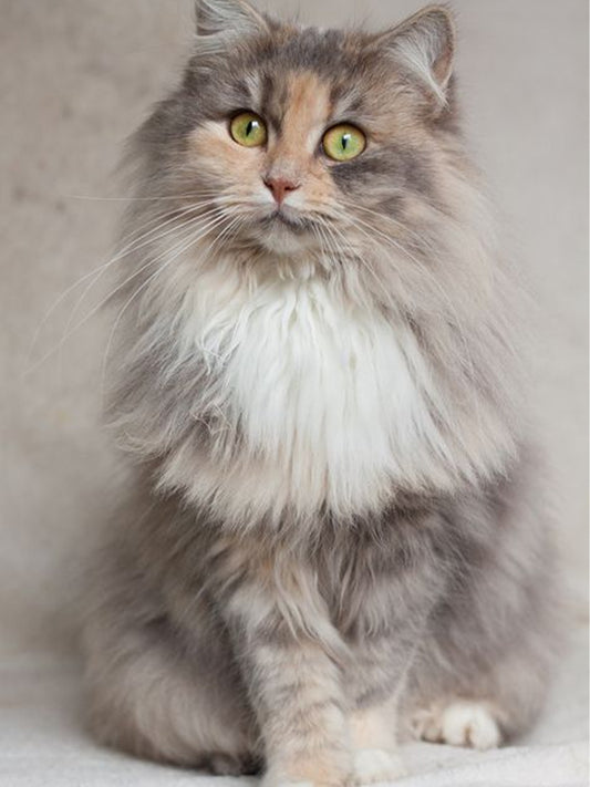 Helping-Children-Grieve-the-Loss-of-a-Pet Luck