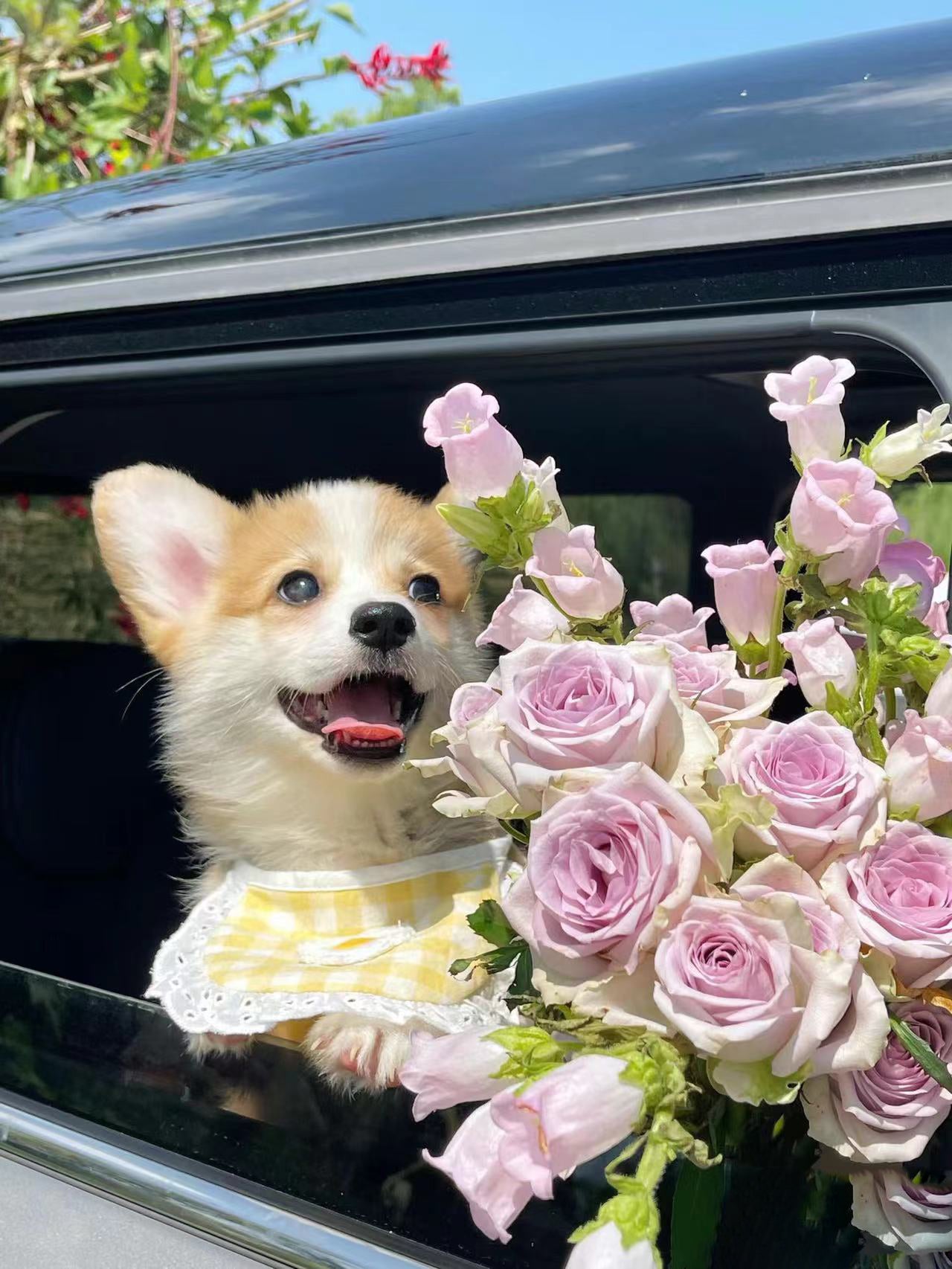 Finding-Warmth-in-the-Storm-The-Miracle-of-a-Dog-Named-Guardian Luck