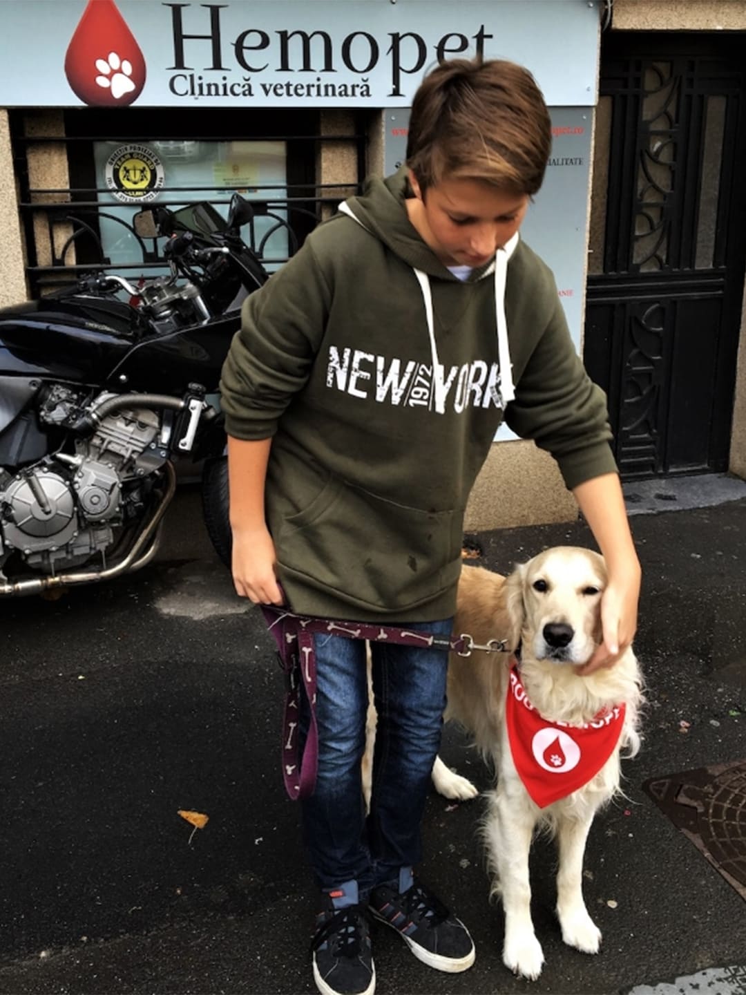 A boy touches a golden retriever and takes a photo with it