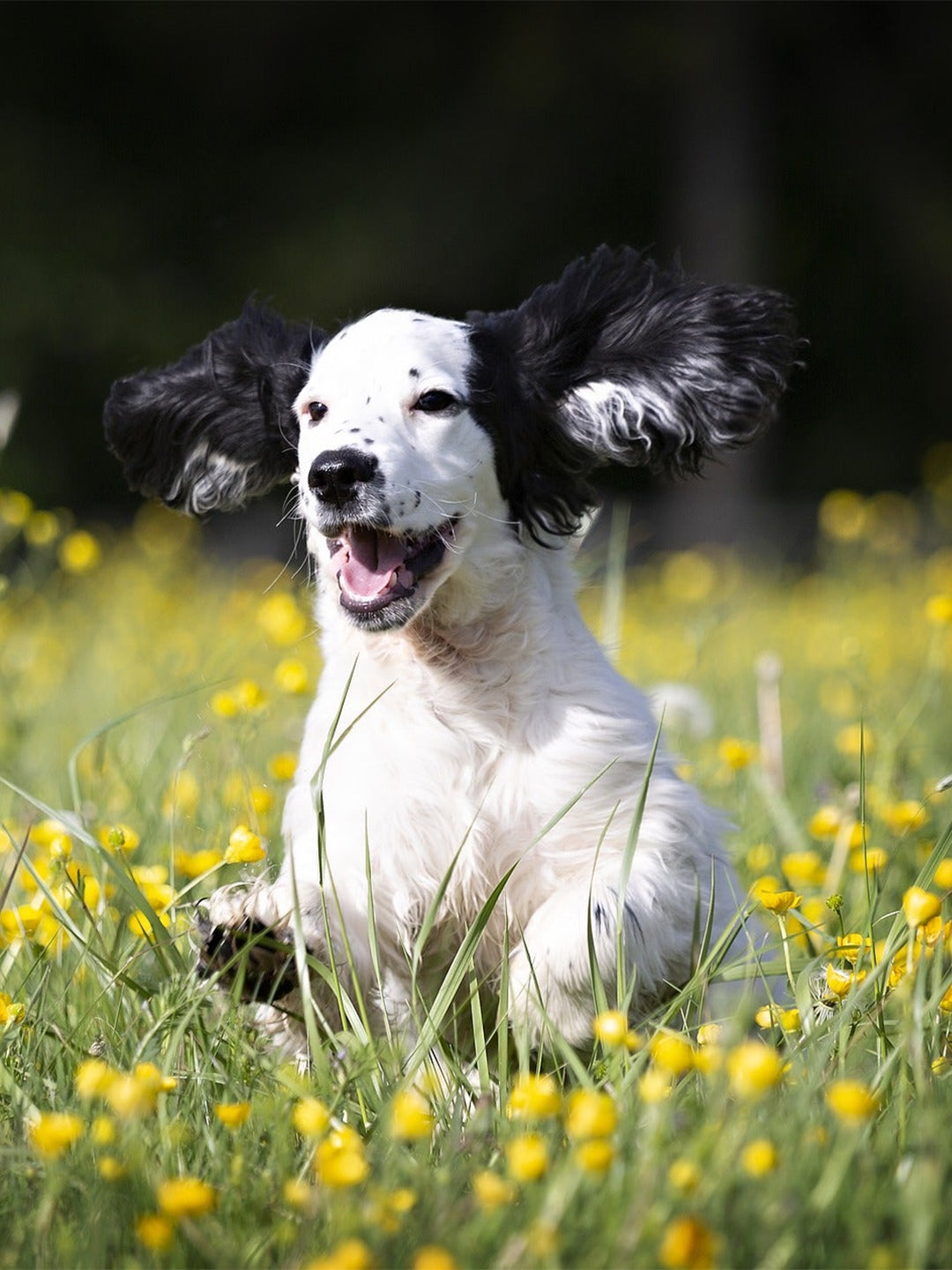 5-Things-To-Consider-Before-Adopting-A-Small-Dog Luck