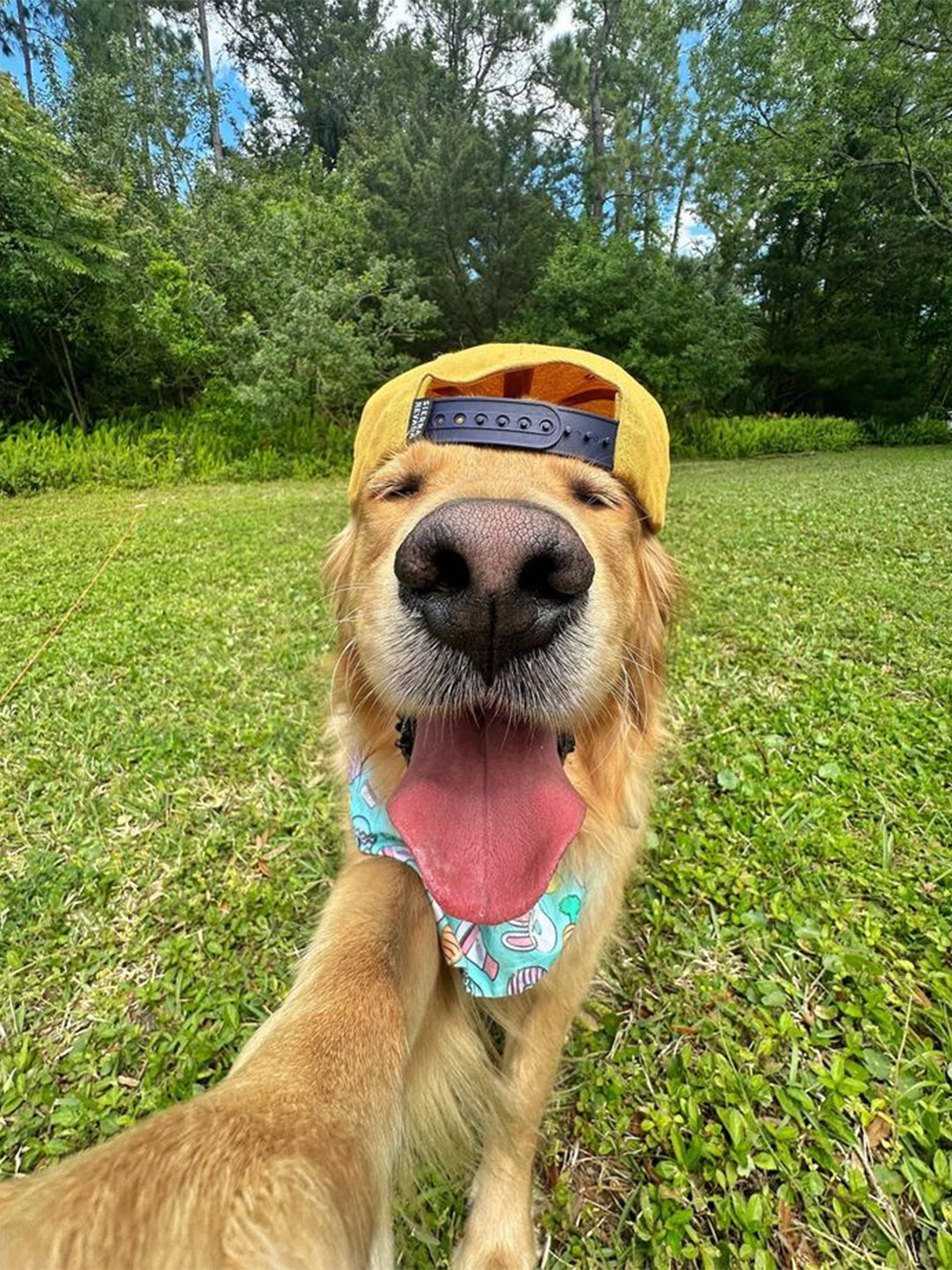Crate-Training-Your-Dog Luck