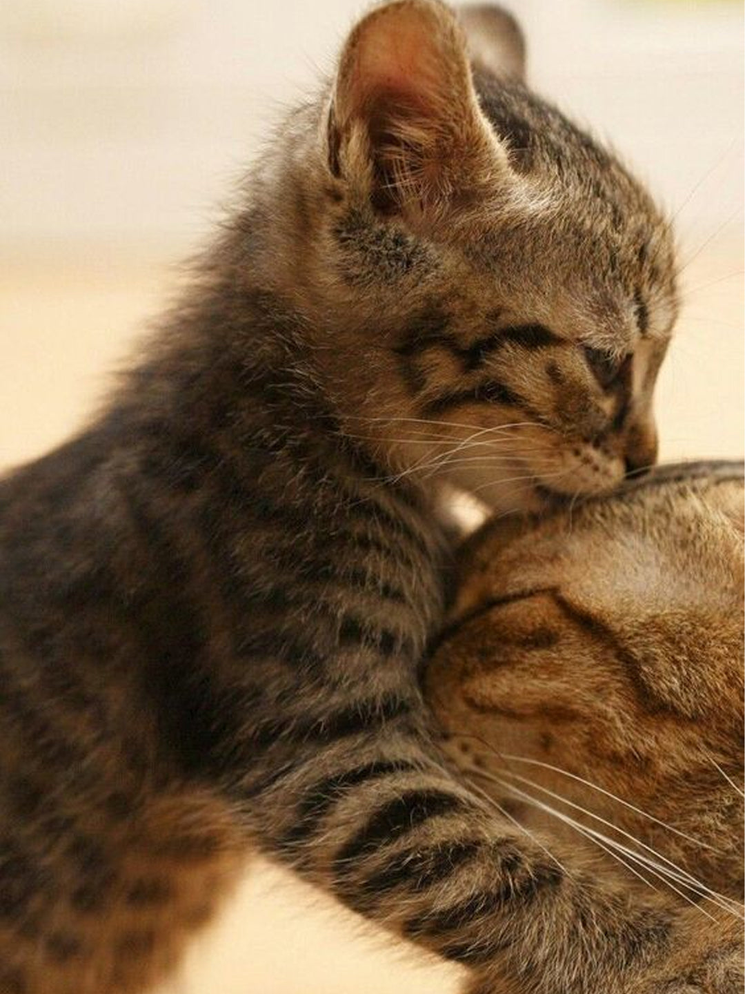 Guilt-and-Grief-I-Feel-Responsible-For-My-Pet-s-Death Luck