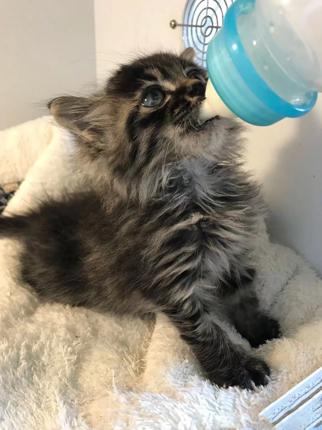 Lars-s-Miracle-From-an-Ailing-Kitten-to-a-Determined-Survivor Luck