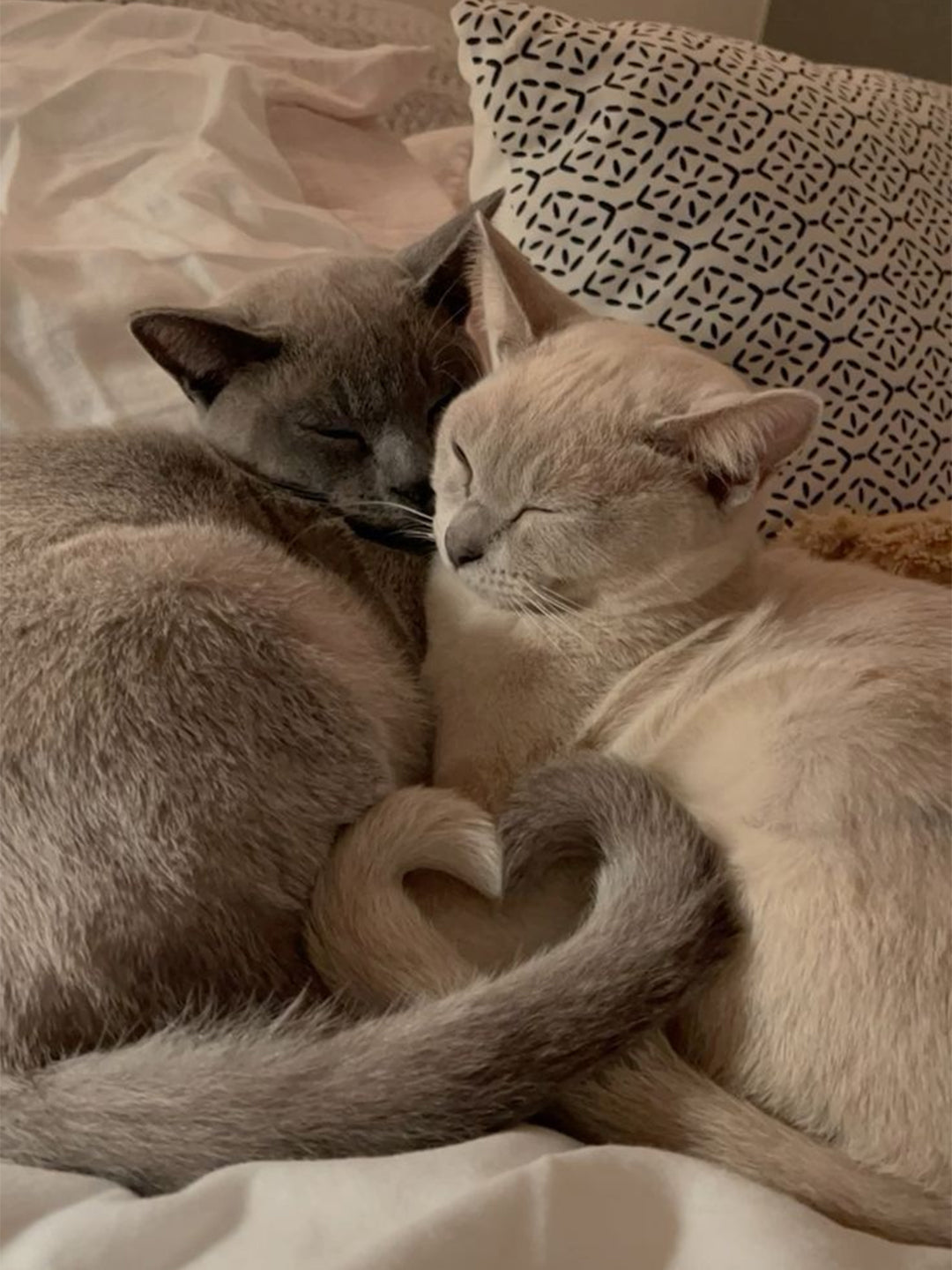 7-Golden-Rules-of-Cat-Care Luck