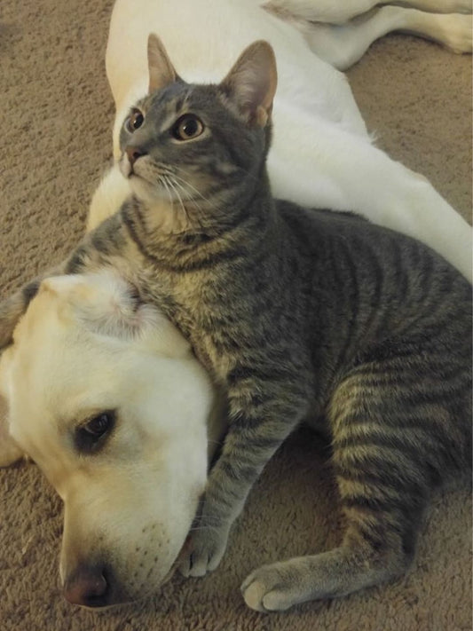 Spaying-Neutering-Your-Pet-Essential-Preparations-Every-Pet-Owner-Must-Know Luck