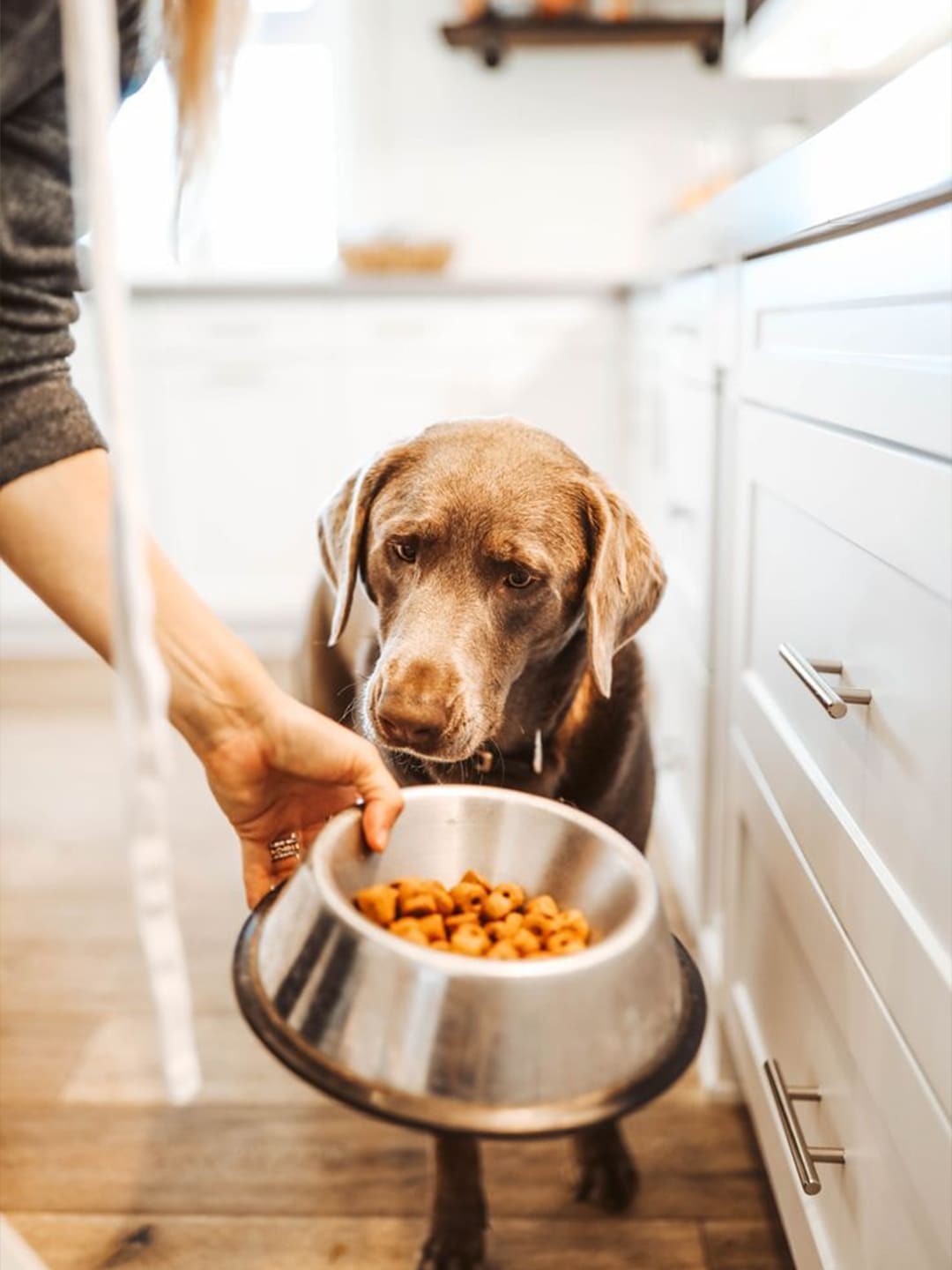 How-to-Read-Pet-Food-Labels Luck