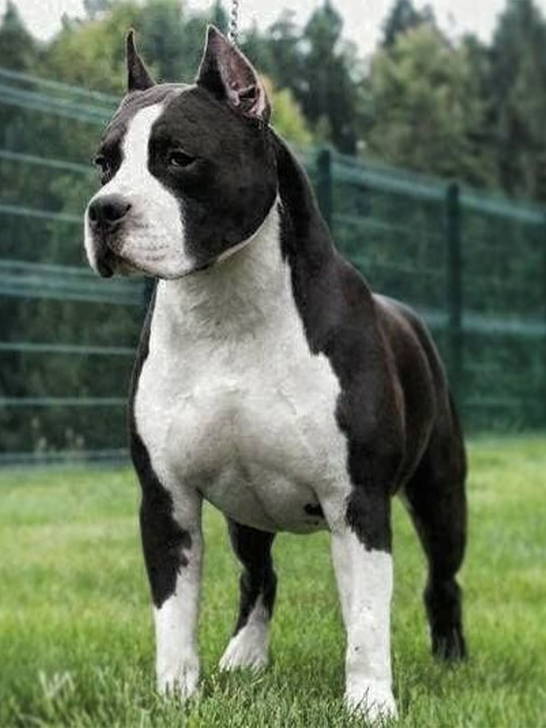 A muscular black and white American Staffordshire Terrier stands on green grass with a focused and confident gaze. Its ears are erect, and it has a broad chest, showcasing a strong physique. The background features blurred green foliage and a fence.