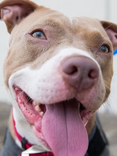 A-dog-named-Boy Luck