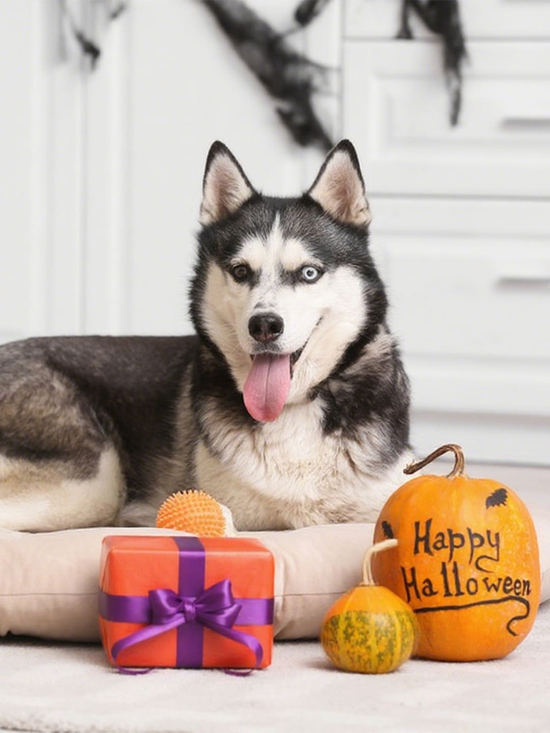 Halloween Pet Gifts: Thoughtful Ideas for Your Furry Friend
