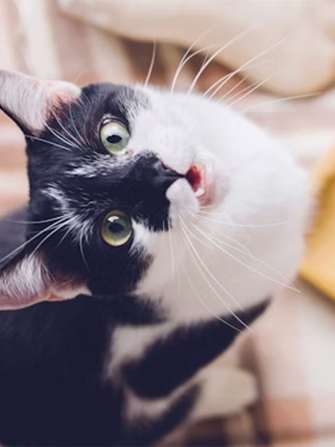 How-to-Cat-Proof-Your-Christmas-Tree Luck