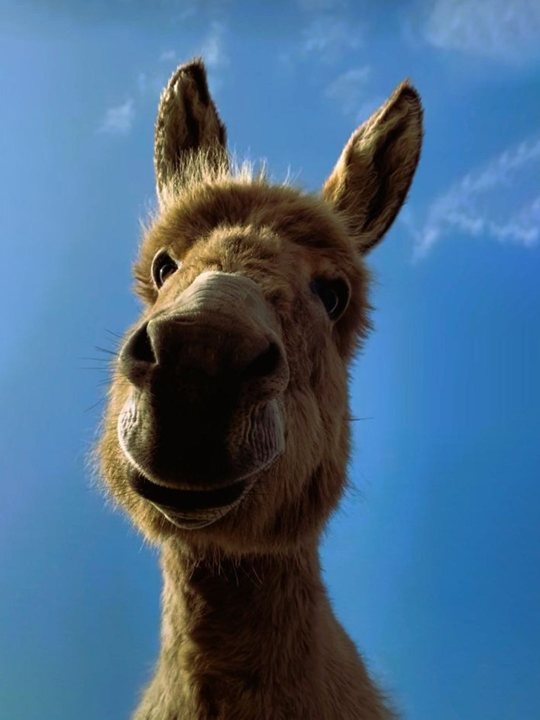 Peaceful-Pastures-Donkey-Rescue-June-2024-Shelter-Spotight Luck