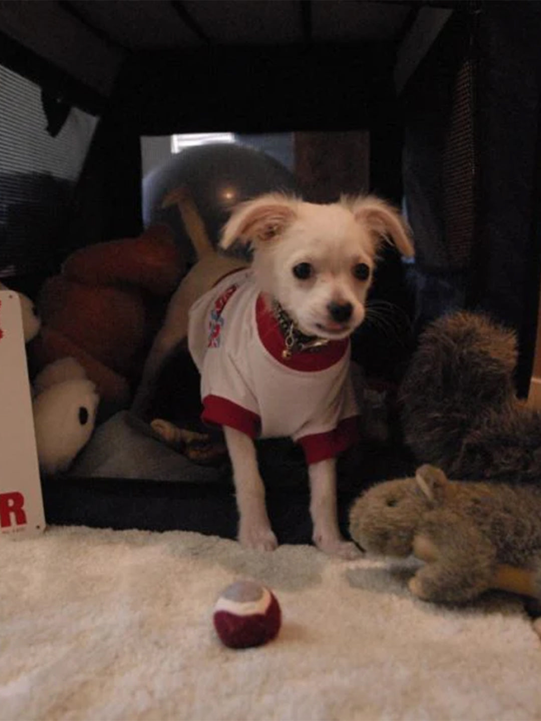 Crate-Training-10-Tips-To-Help-Your-New-Dog-Love-It Luck