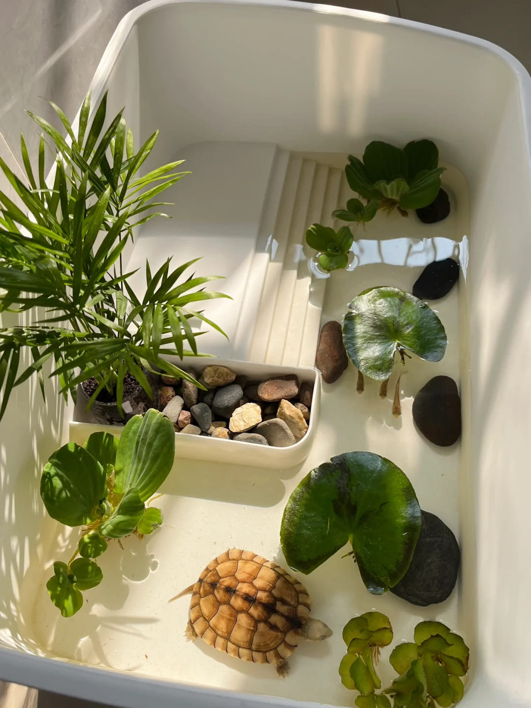 Farewell-and-Guardianship-Thirteen-Years-of-Aria-s-Deep-Bond-with-Her-Turtle Luck