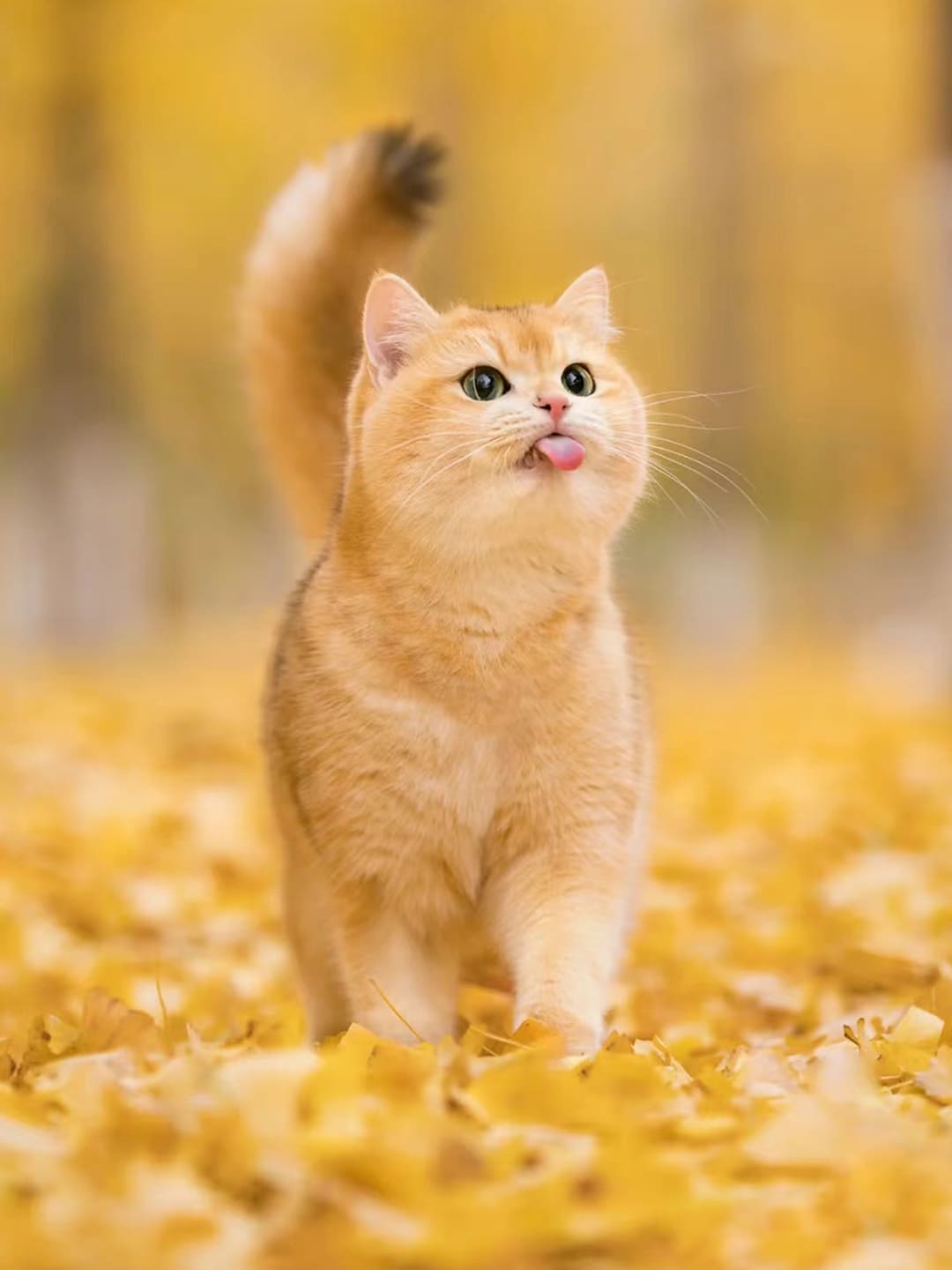 Salal-s-Miracle-A-Rainy-Evening-that-Restored-a-Father-Daughter-Bond Luck