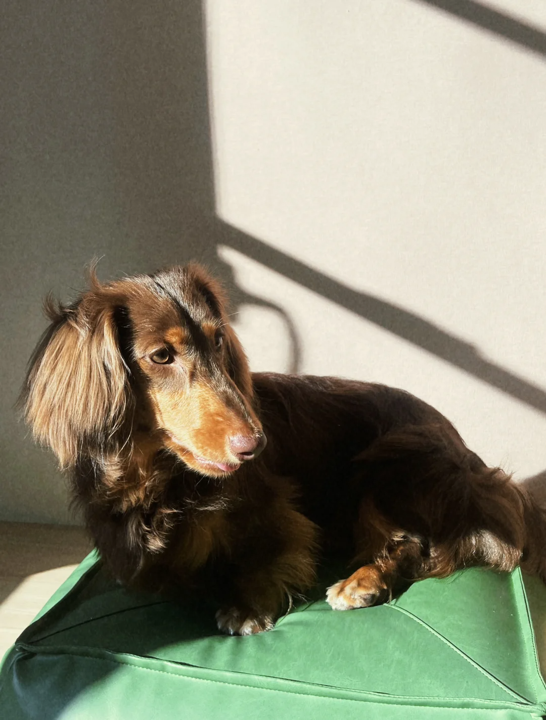 A-Serendipitous-Encounter-in-a-Bustling-City-The-Heartwarming-Tale-of-Ally-and-the-Stray-Dog-Witt Luck