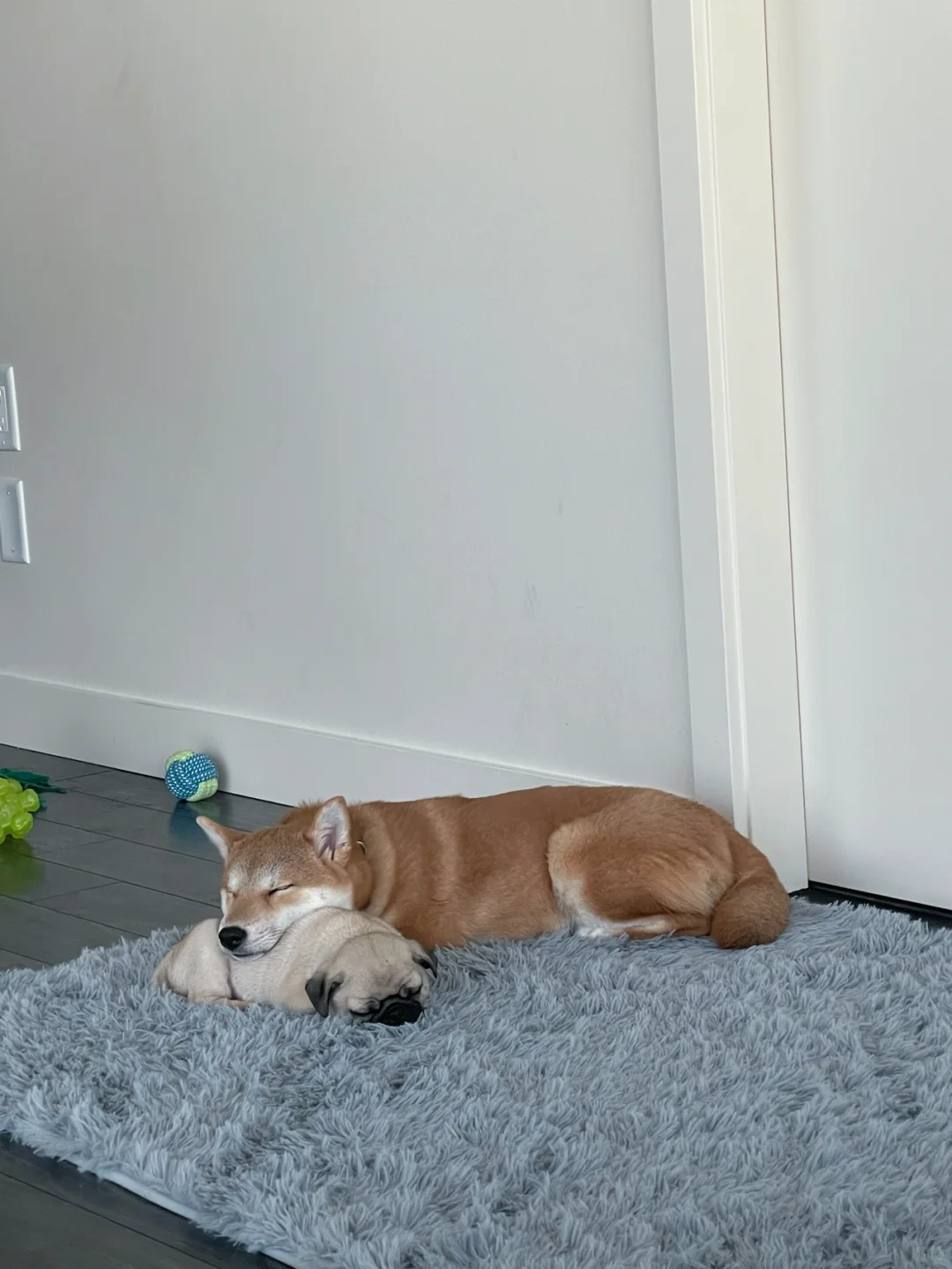 I-Miss-My-Dog-So-Much-Why-Losing-a-Dog-is-So-Hard Luck