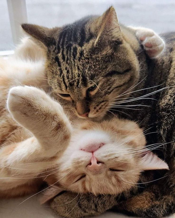 Kitty-Up-Cat-Rescue-Pet-Appeciation-Week-Shelter-Spotight Luck