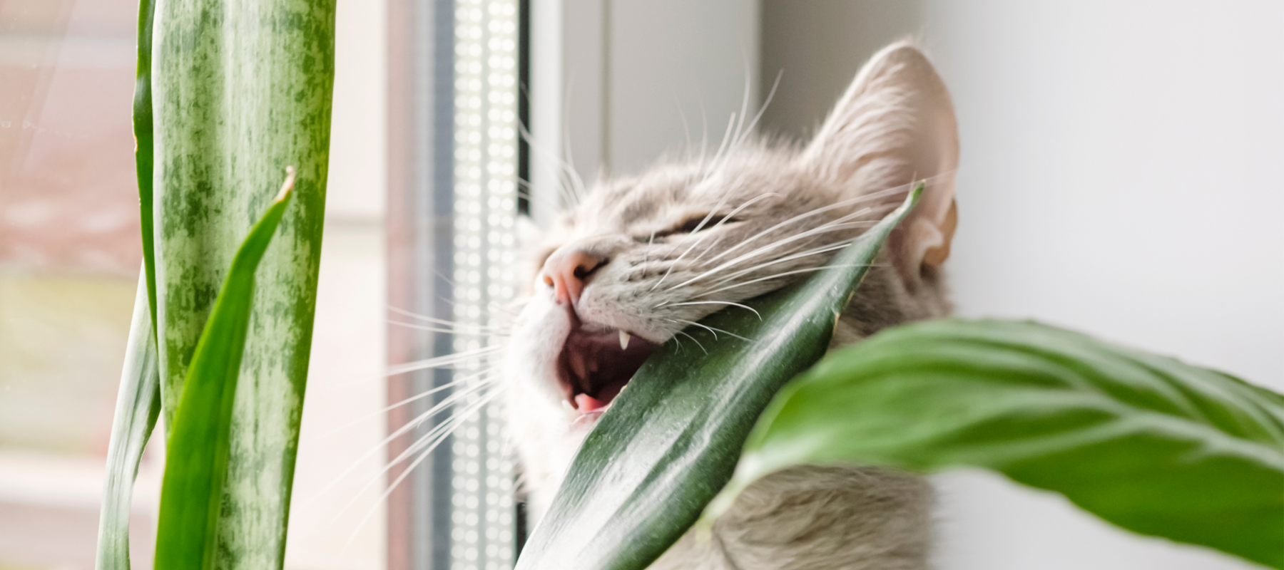 Are-My-Plants-Poisonous-14-Houseplants-Poisonous-to-Cats Luck