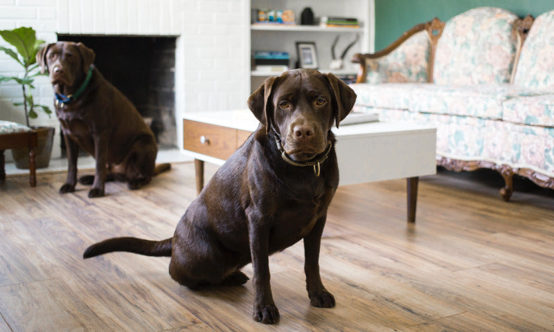 Keeping-Your-Dog-Happy-and-Your-Home-Clean-Advice-for-Pet-Owners Luck