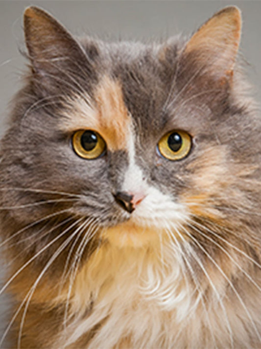 Your-Cat-s-War-against-Big-Bad-Infectious-Diseases Luck