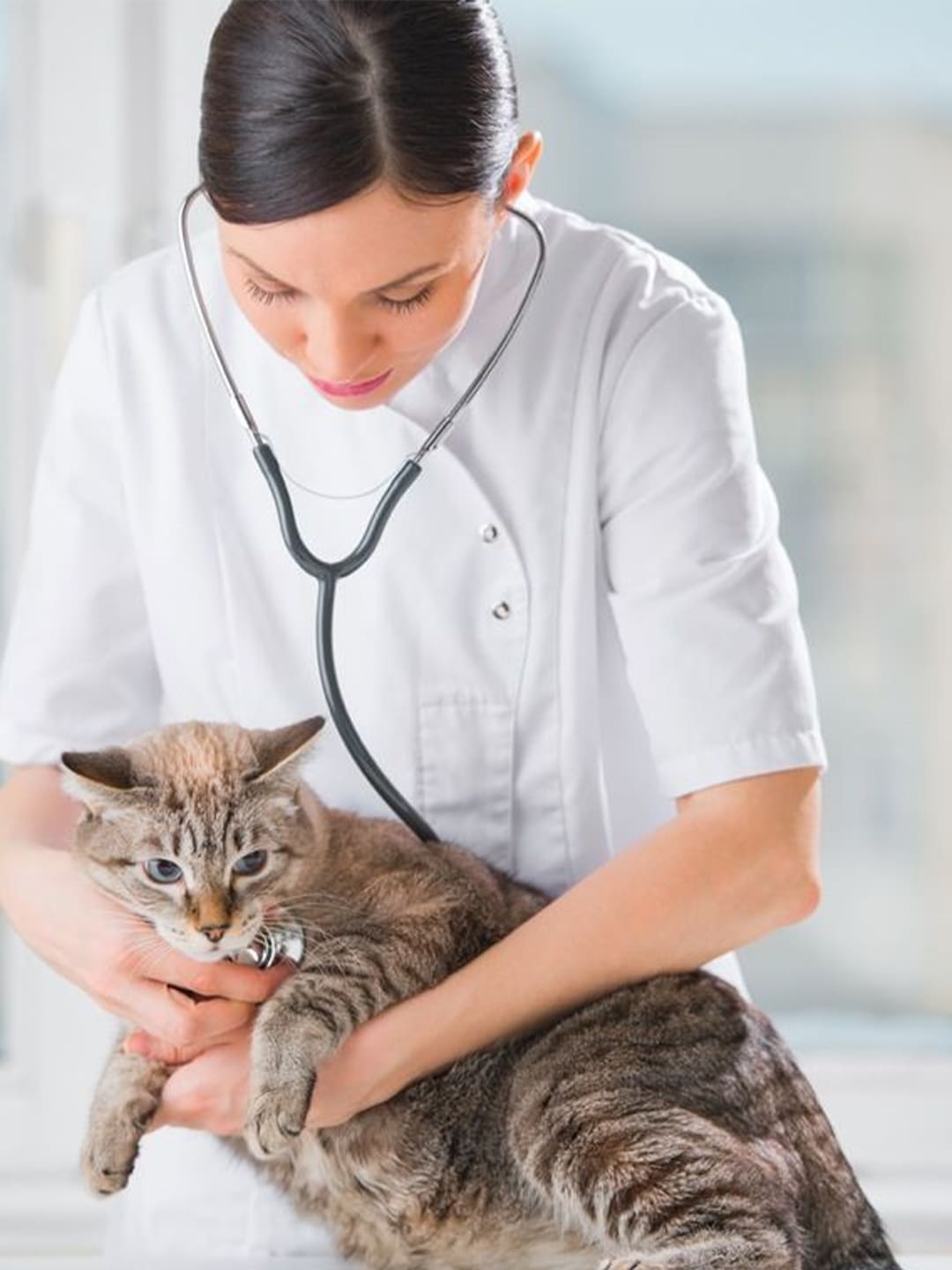 Doctor holding a cat