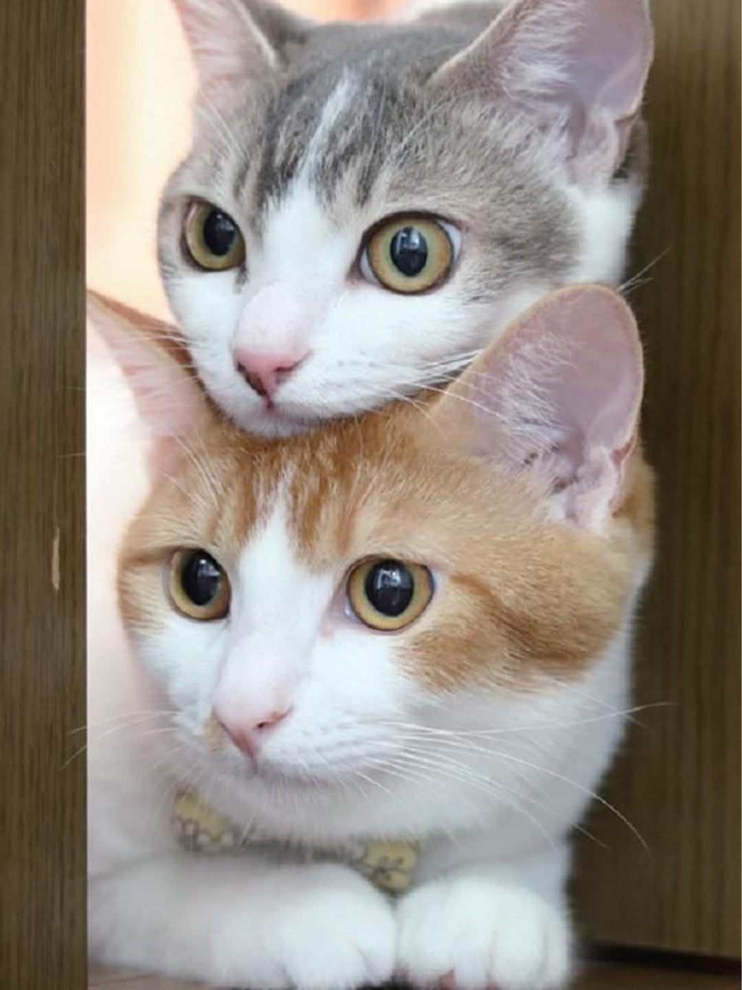 What-is-Kitten-Season Luck