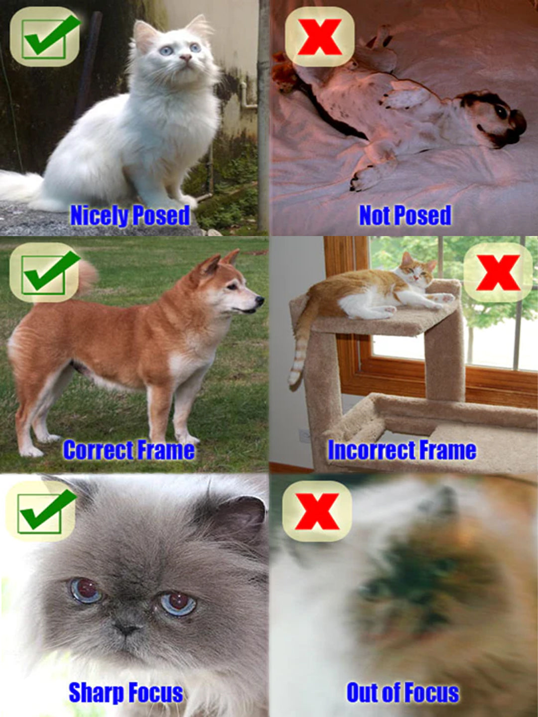 Guide-to-Submitting-Great-Order-Pictures Luck