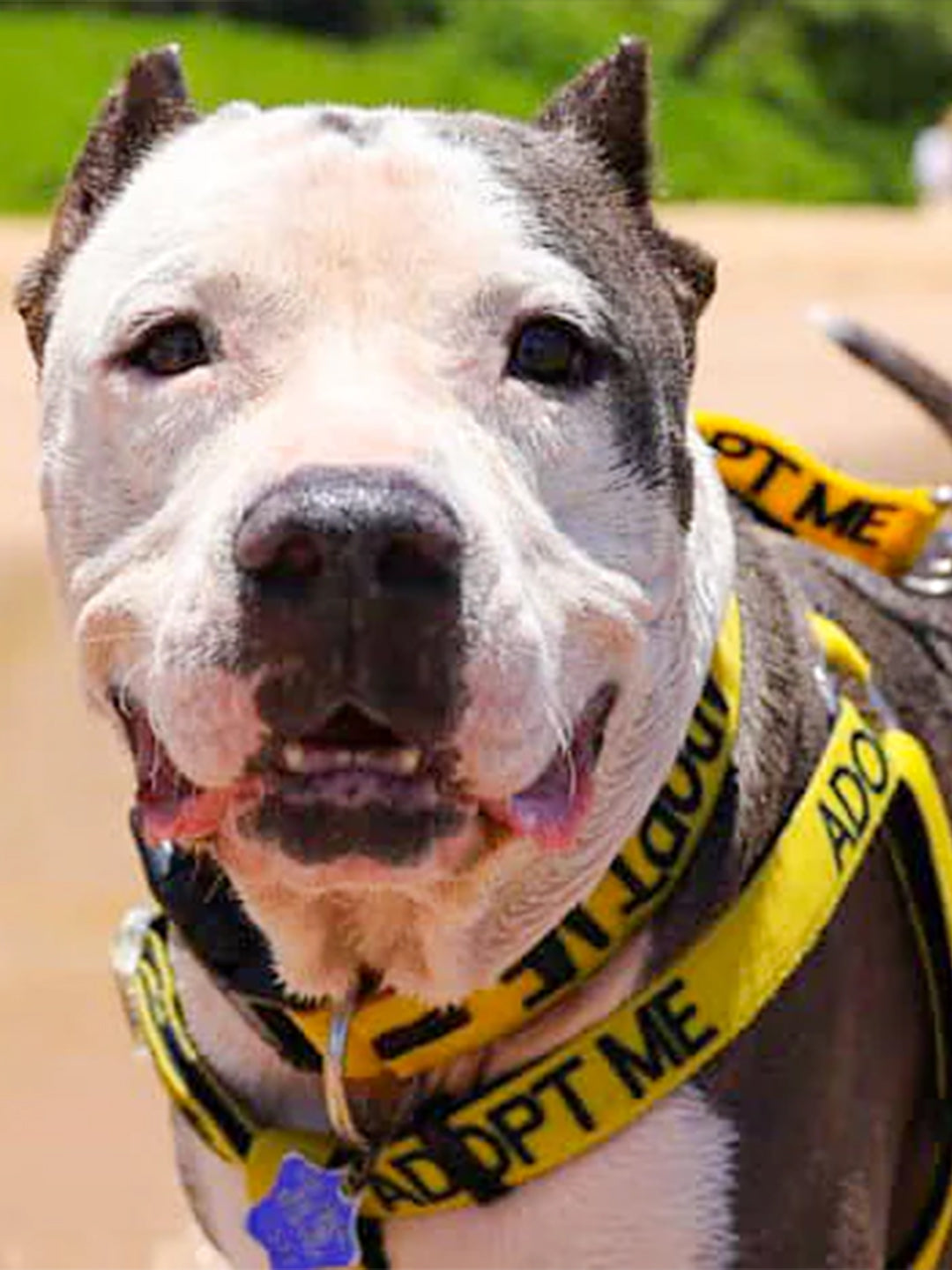 Maui-Humane-Society-Shelter-Spotlight Luck