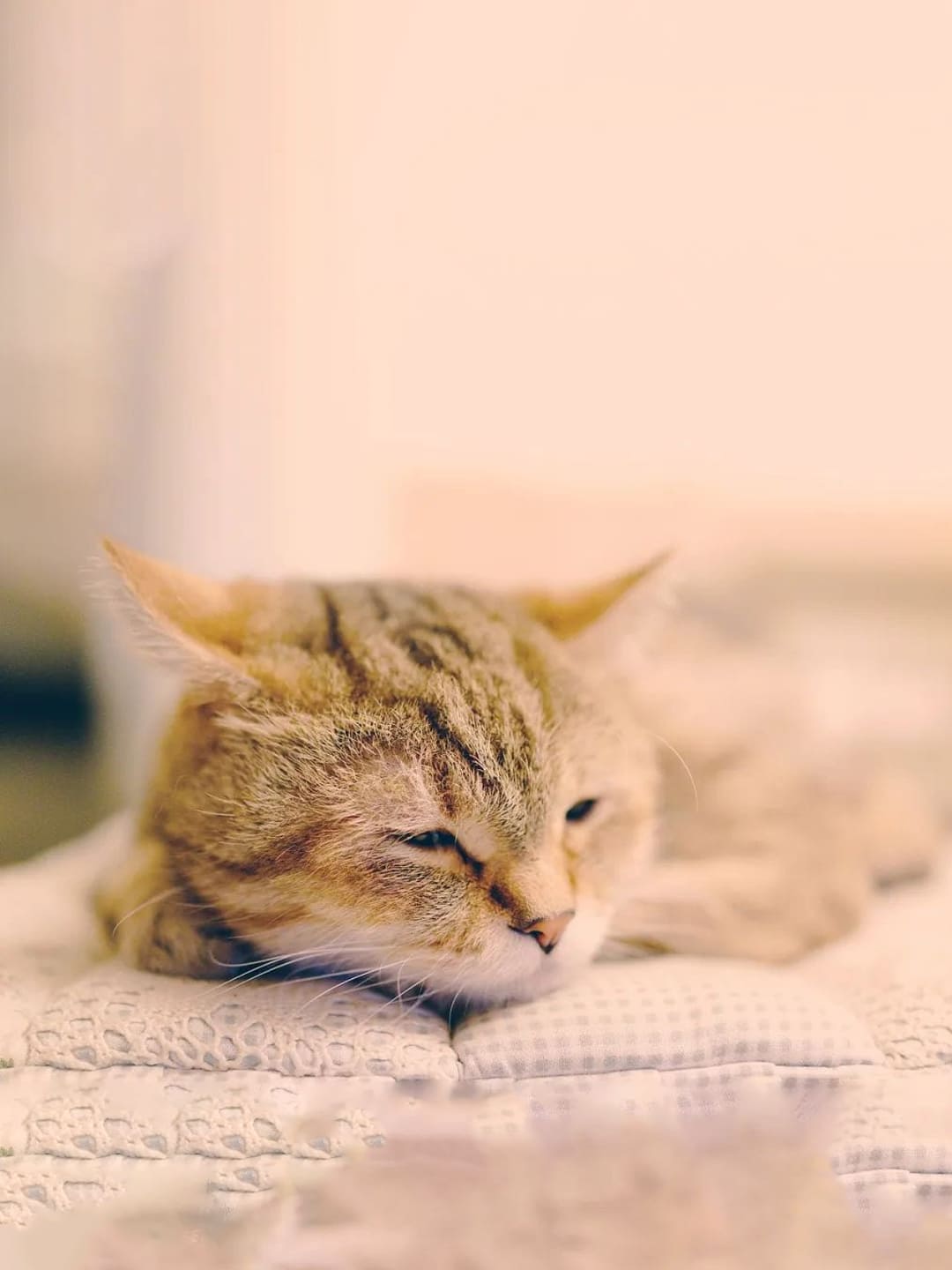 A orange cat lies on the carpet with its eyes closed