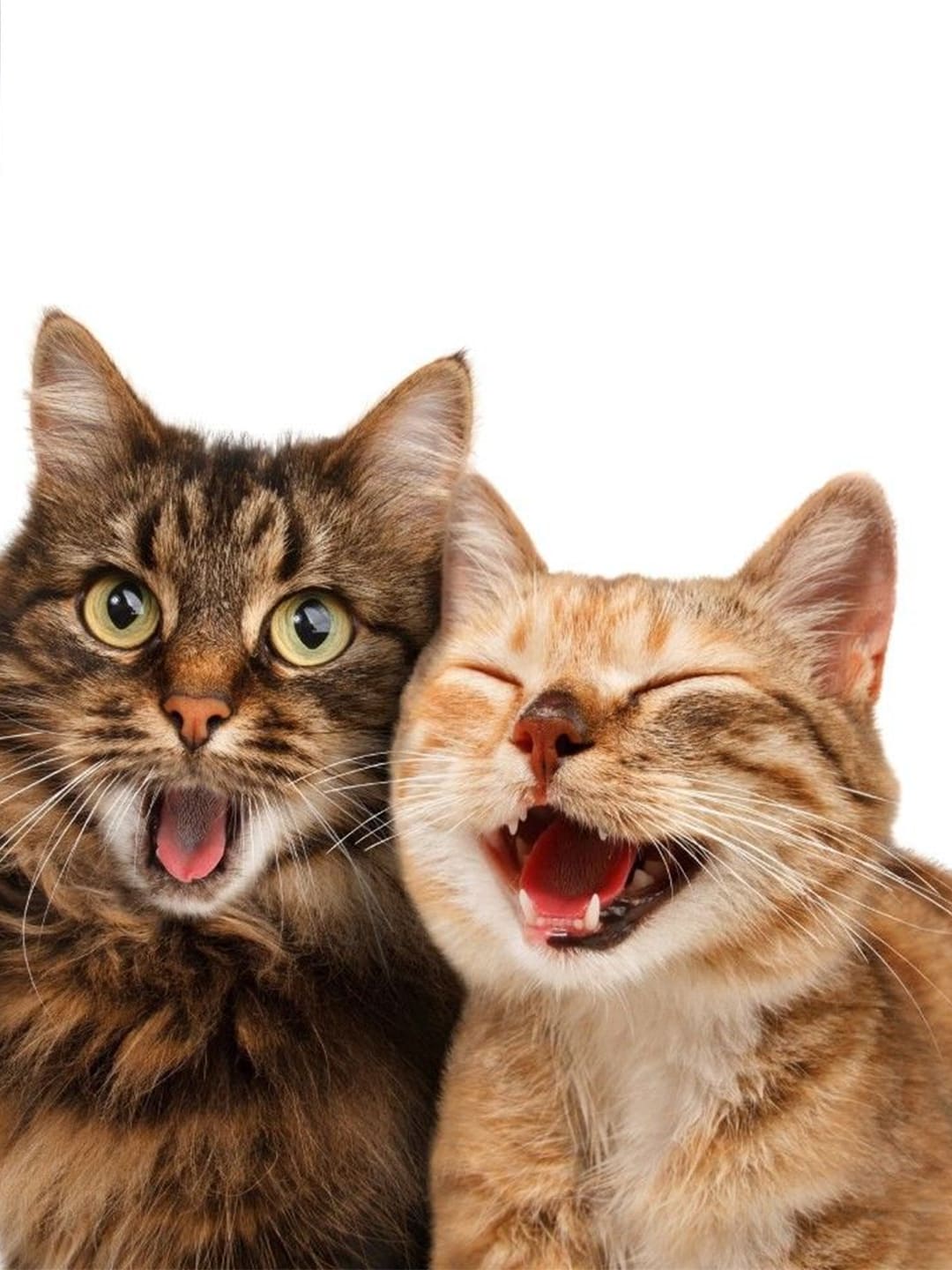 Exercising-With-Your-Kitten Luck