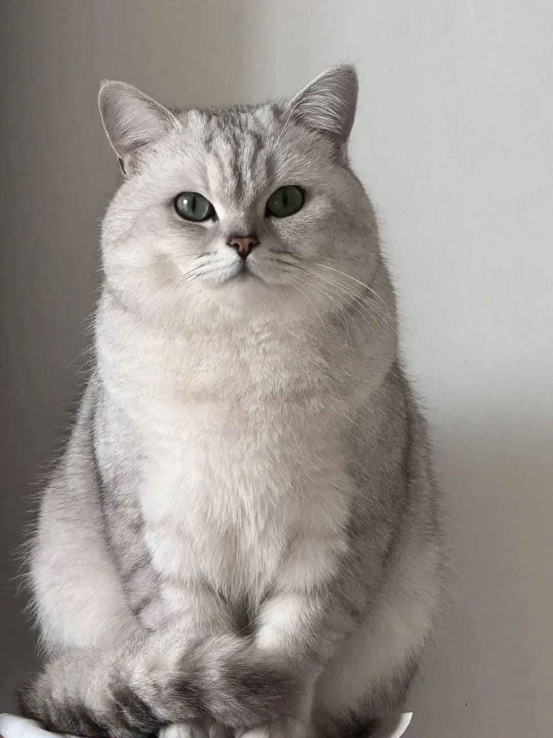 This is a cat named Mitt, it is a silver shaded breed