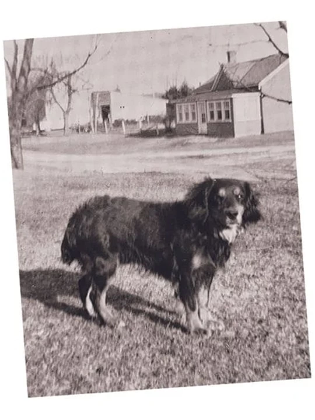 Why-Dogs-Are-Truly-Man-s-Best-Friend Luck