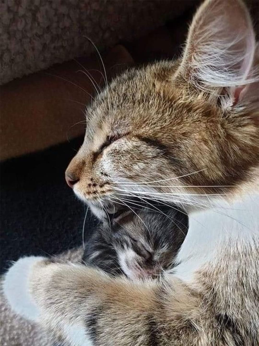 Warning-Ignoring-This-Common-Cat-Habit-Could-Lead-to-Surgery Luck