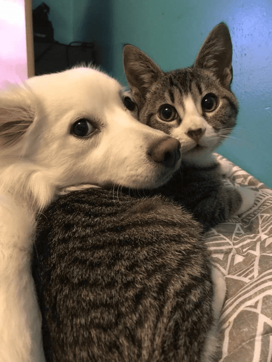 How-to-Properly-Clean-Your-Pet-s-Ears-Without-Causing-Harm Luck