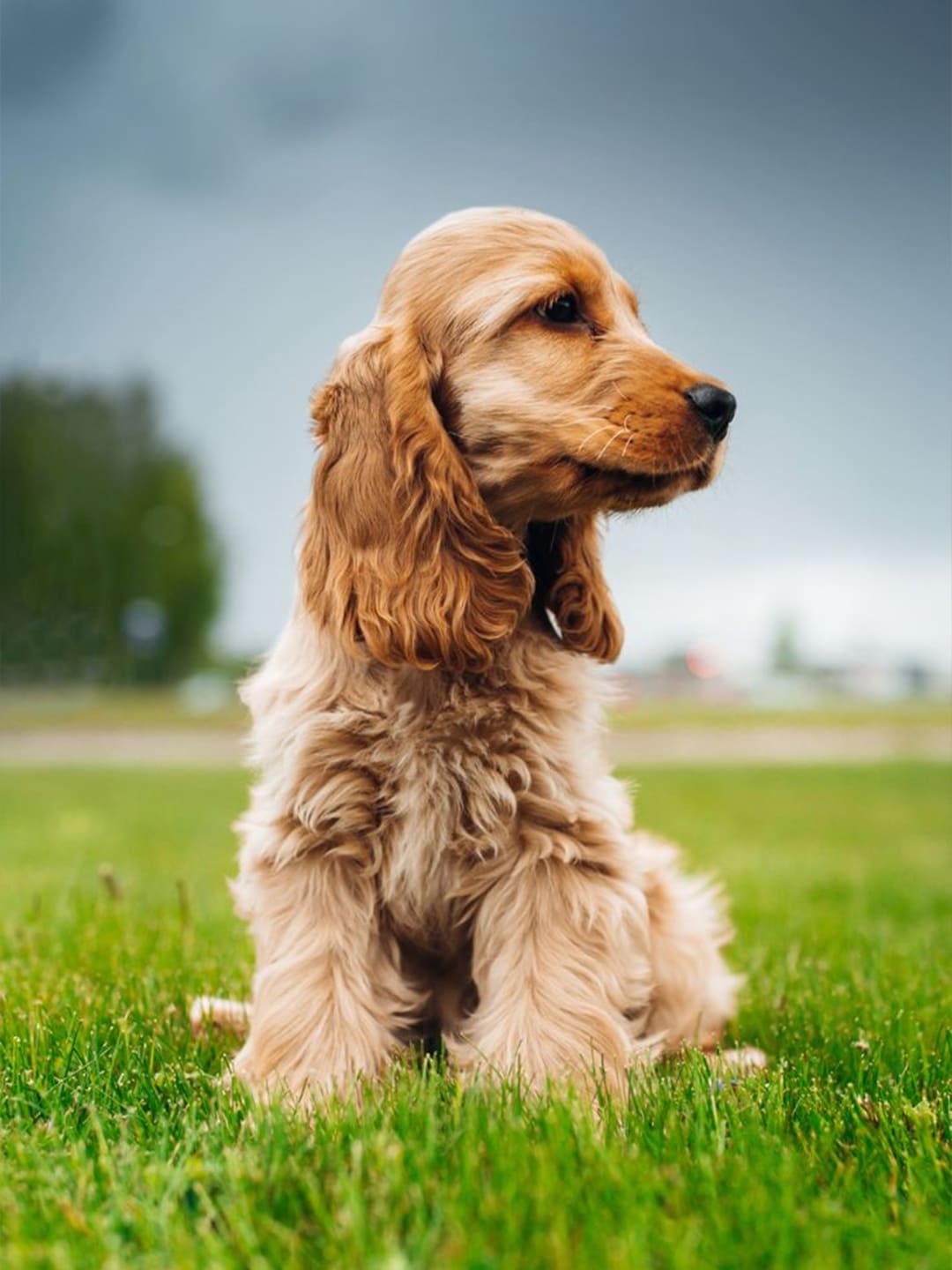 A cute golden Cocker Spaniel puppy sits on green grass, looking attentively to the side. The background is a blurred green and gray sky.