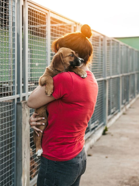 No-kill 101: The 3 pillars of saving pets in shelters