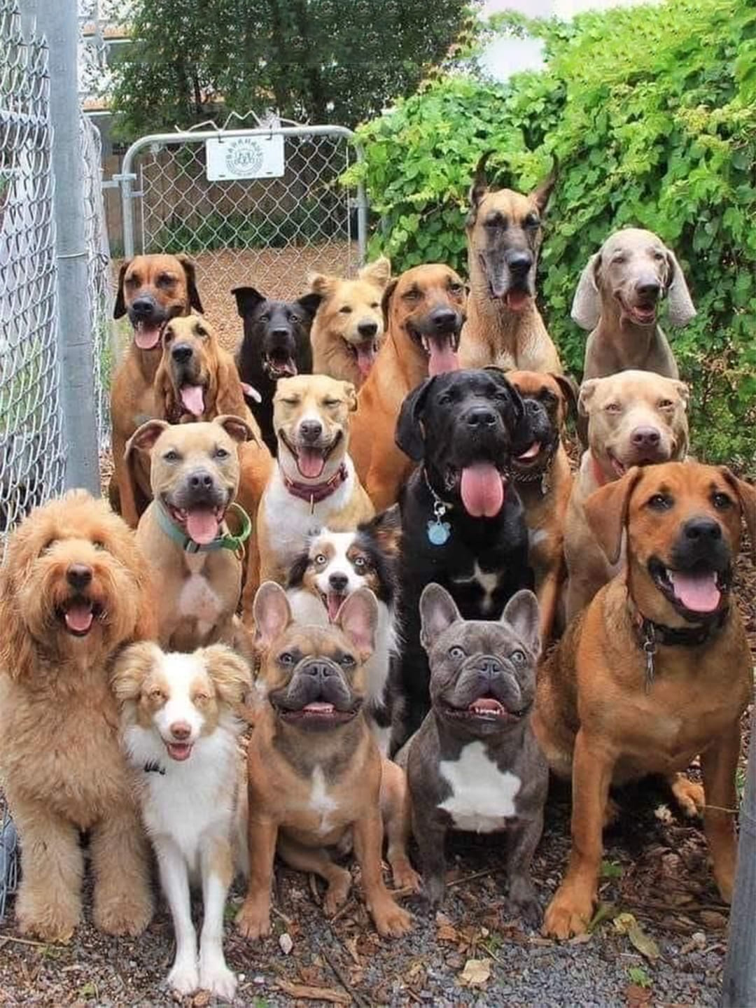 What-To-Do-With-a-Stray-Kitten Luck