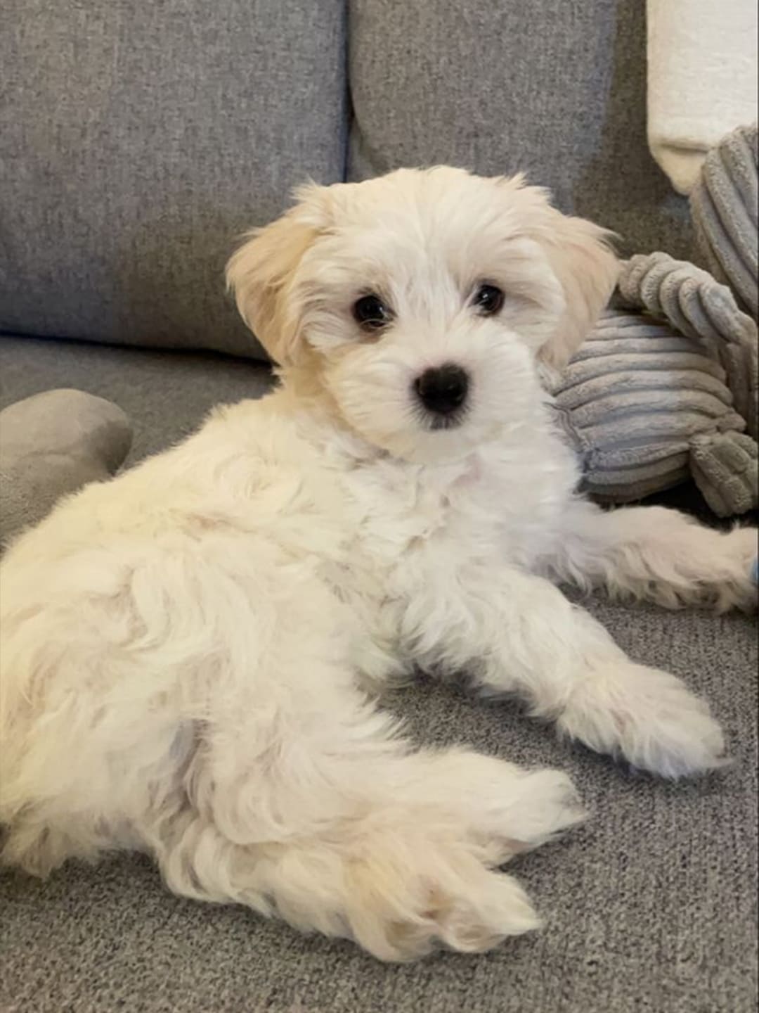 This is a Bichon Frise lying on the sofa