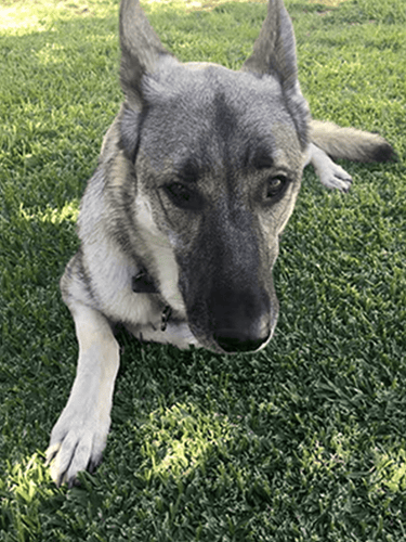 Senior-German-shepherd-receives-the-gift-of-a-new-home Luck