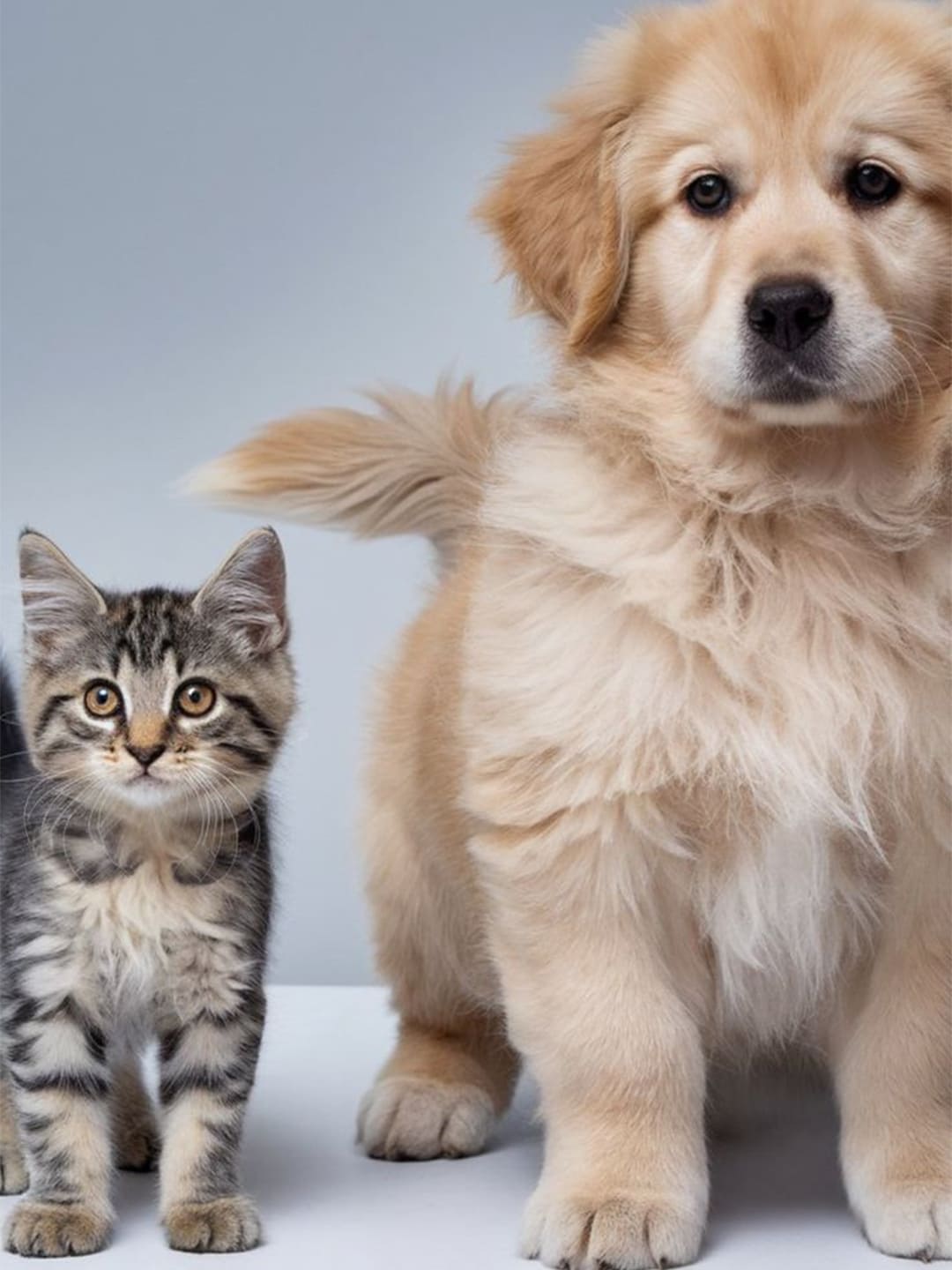 Senior Pet Care Tips Every Pet Owner Should Know