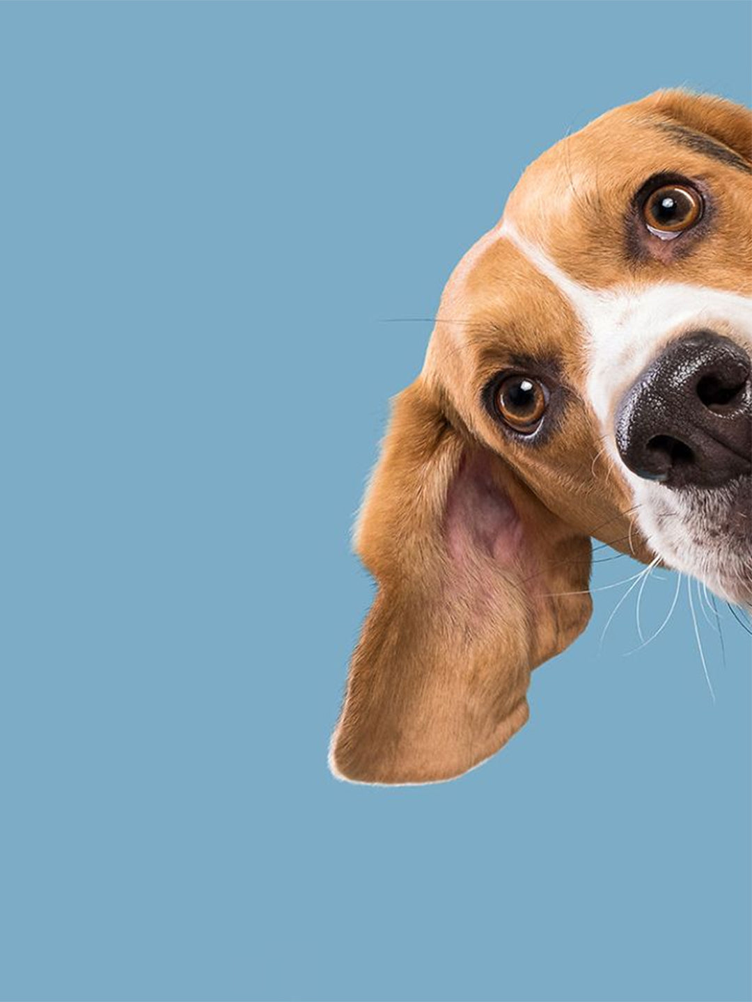 Thoughts-on-dog-training Luck